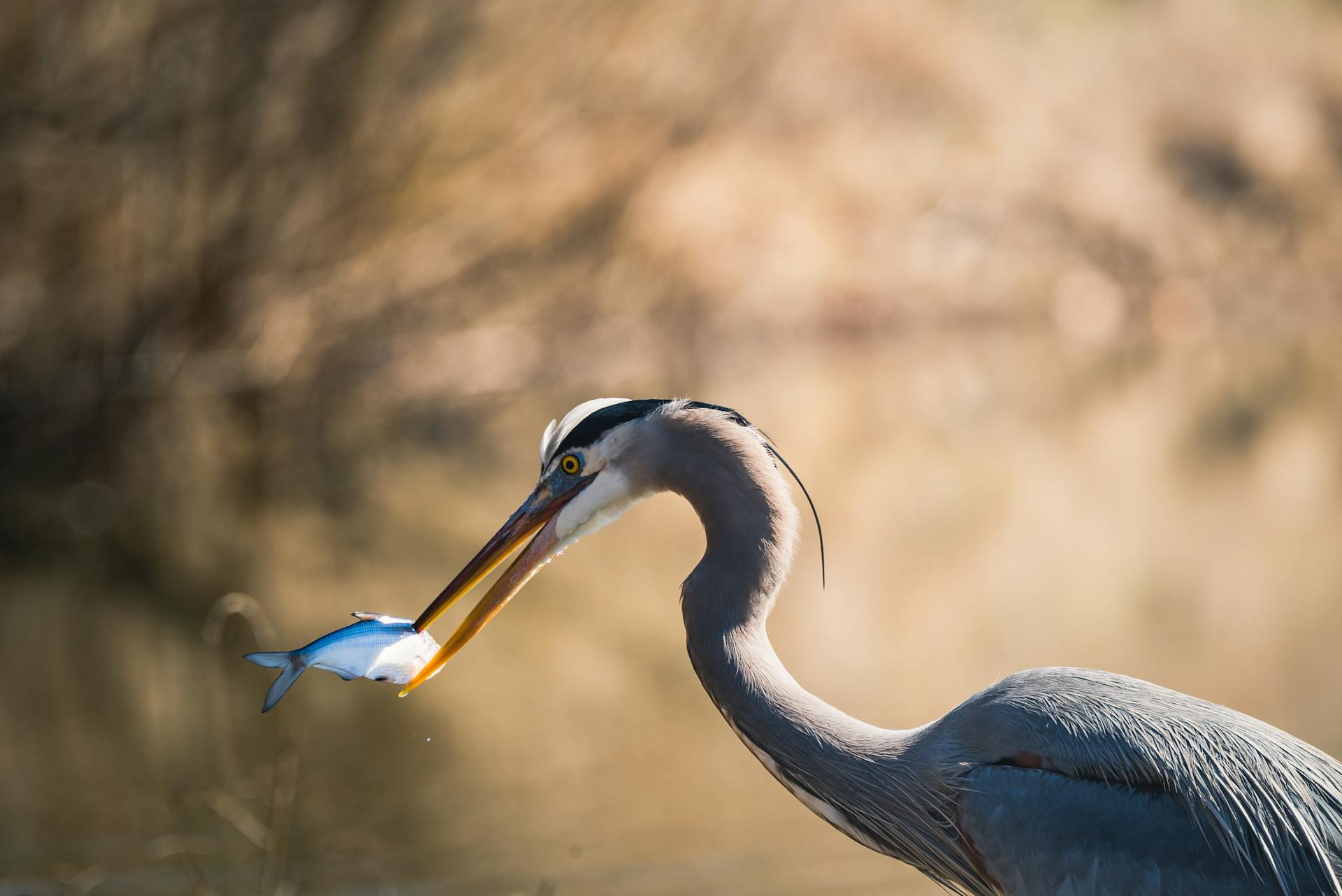 Close-up of a Heron Eating a Fish