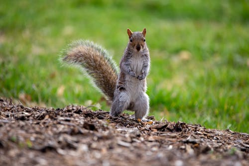 Close-up of a Gray Squirrel