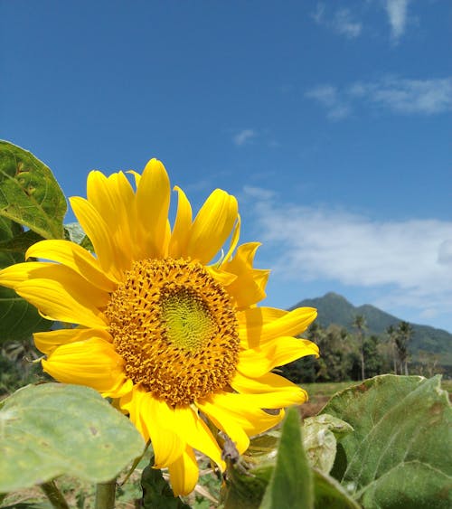 Ilmainen kuvapankkikuva tunnisteilla auringonkukka, kasvikunta, kasvu