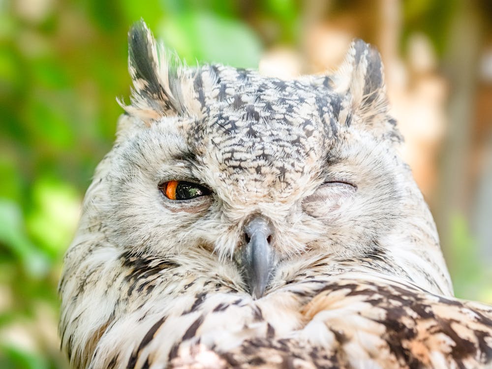 免費 貓頭鷹睜開一隻眼睛的特寫照片 圖庫相片