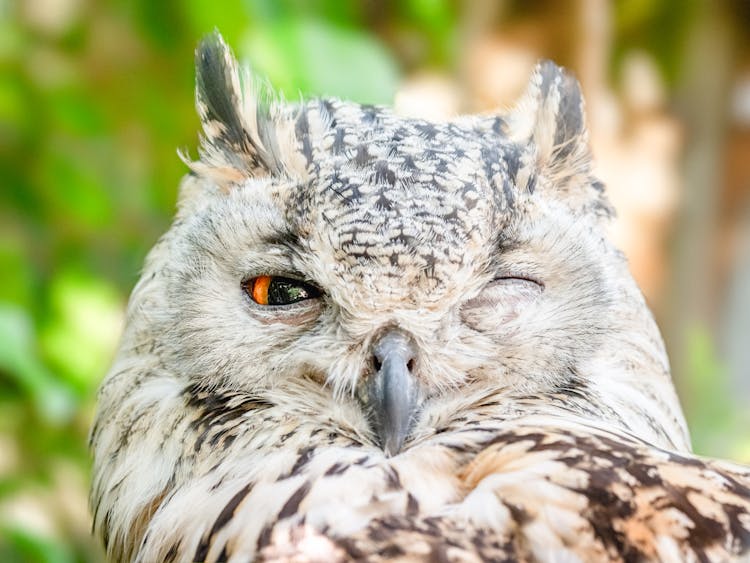 Close-up Photo Of Owl With One Eye Open