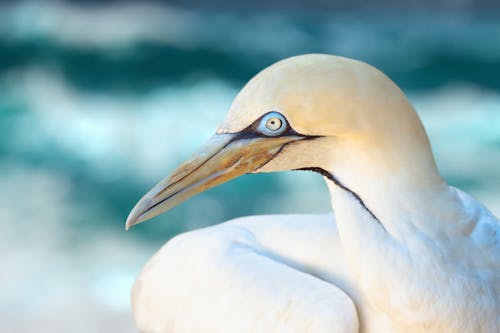 Photo En Gros Plan De L'oiseau Blanc