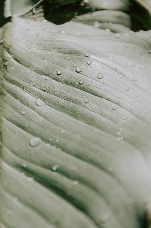 Close-up of Drops on Green Leaf