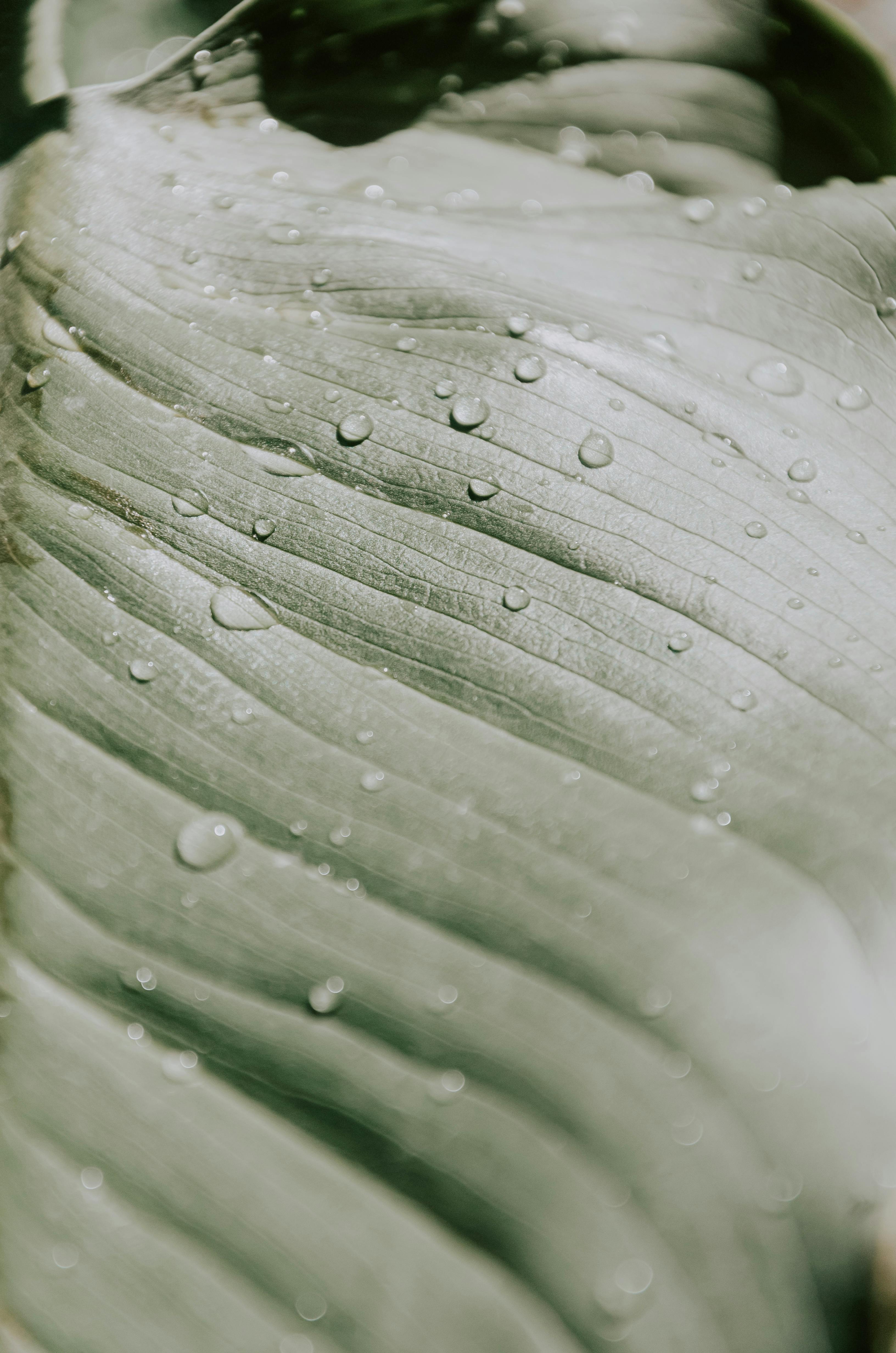 Water Drop on Leaf · Free Stock Photo