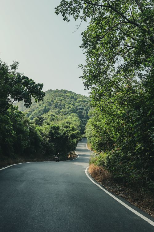 Free A peaceful winding road cutting through a lush green forest on a sunny day. Stock Photo