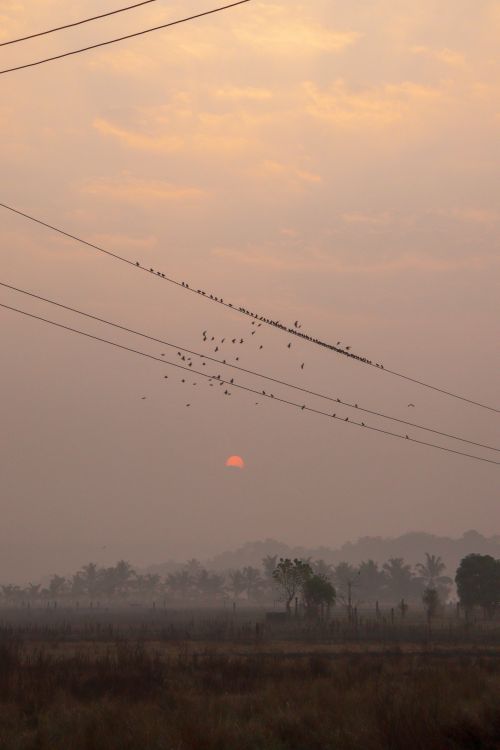 Free the rise  Stock Photo
