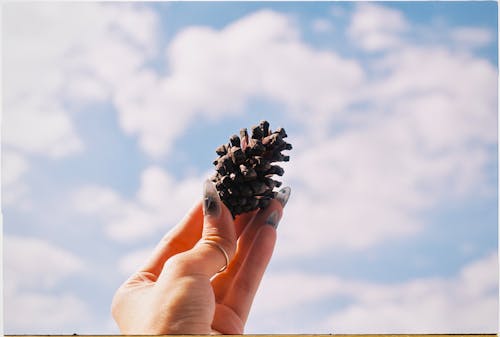 Hand Holding a Pine Cone 