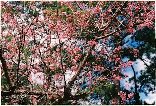 Cherry Tree in Blossom 