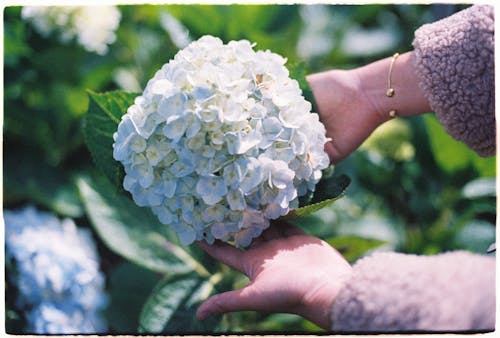 คลังภาพถ่ายฟรี ของ กลีบดอก, ขาว, ผู้หญิง