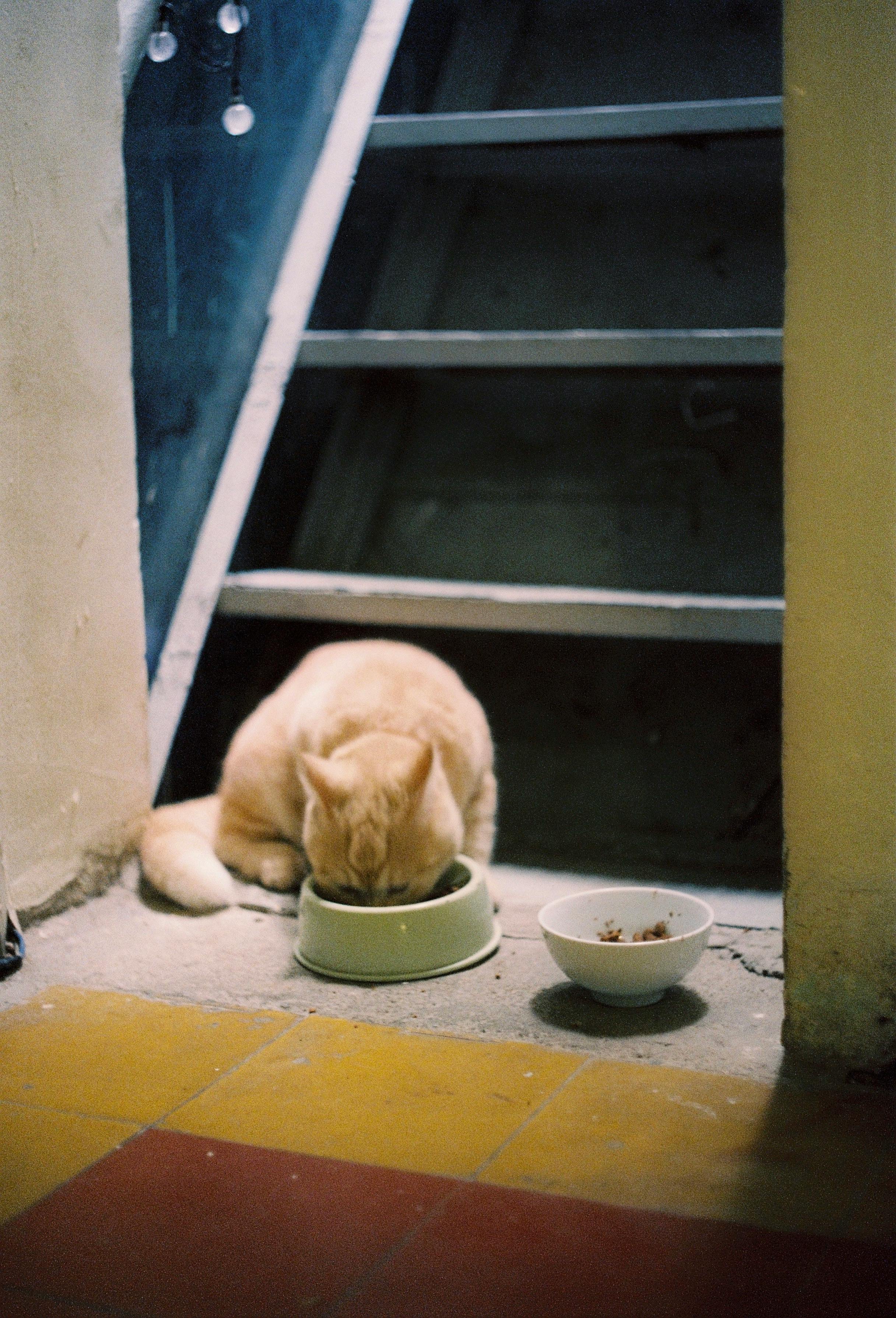 Cat Eating Food from a Bowl