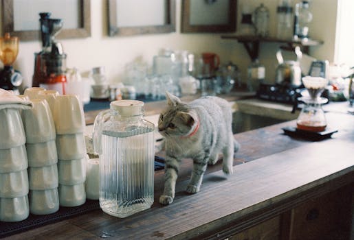 A curious cat on a kitchen counter surrounded by stacked cups and a pitcher, creating a cozy and playful atmosphere.