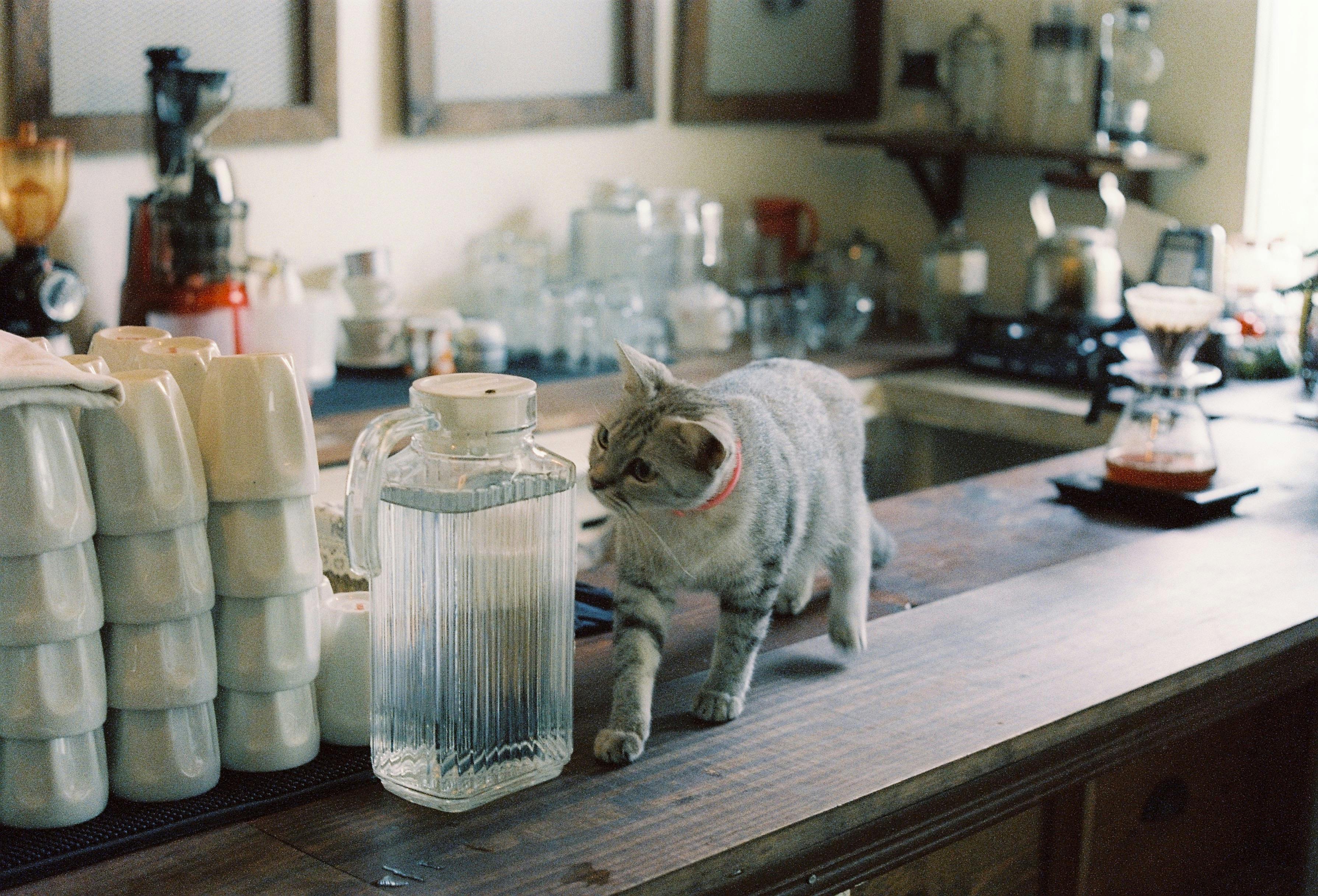 Cat Desk Photos, Download The BEST Free Cat Desk Stock Photos & HD Images