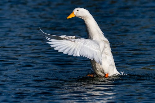 View of a Goose Landing on the Surface of Water 