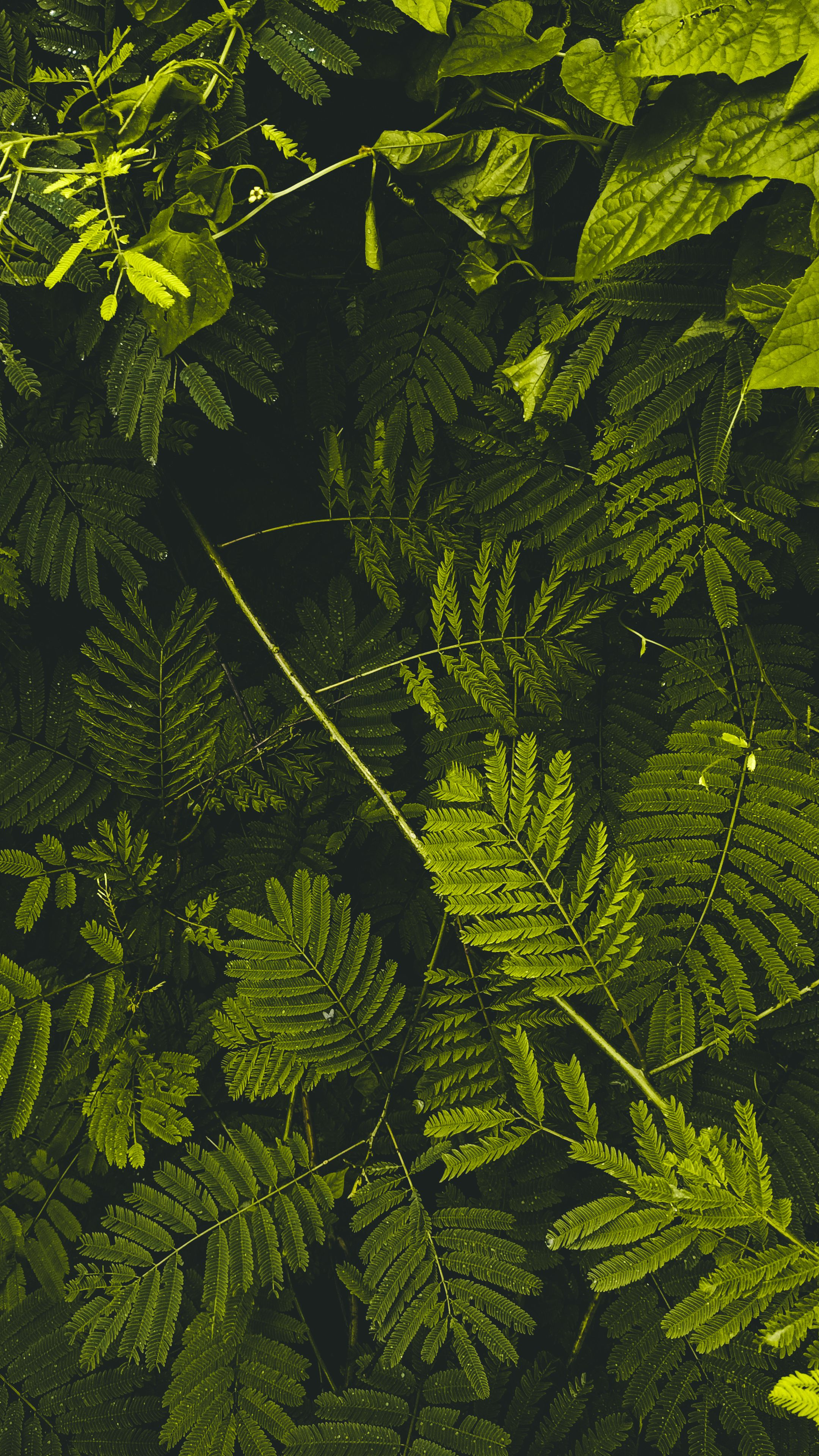 Close-up of vibrant green foliage featuring various leaves with selective focus.
