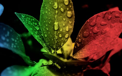 Free Red Green and Black Leaf Edited Focus Stock Photo