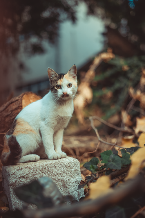 Free A charming calico cat sitting on a stone in an outdoor setting in Bursa, Turkey. Stock Photo
