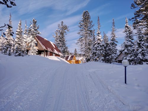 Coniferous Trees and Wooden Barn in Winter 