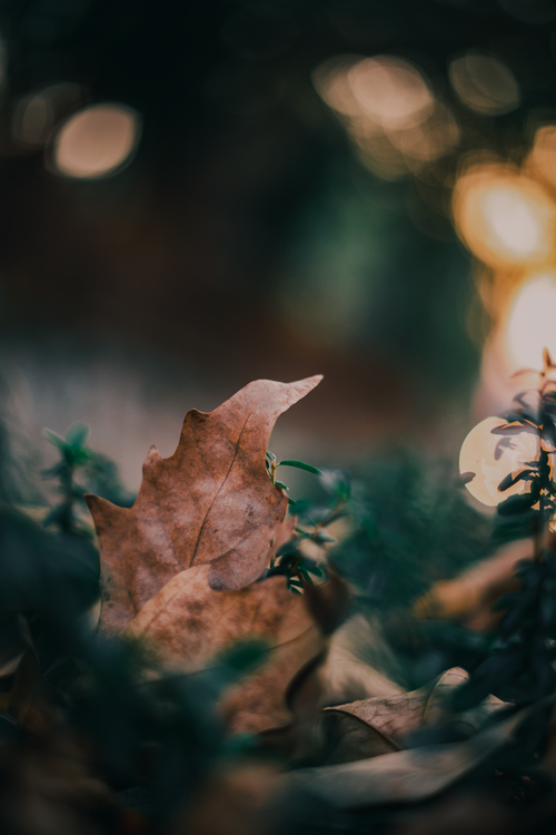 Free A close-up of autumn leaves on the ground, captured in the soft glow of fall in Bursa, Turkey. Stock Photo