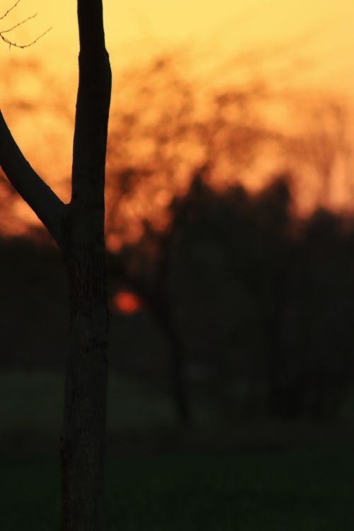 Free Tree silhouette with a vivid orange sunset sky background, creating a serene evening scene. Stock Photo