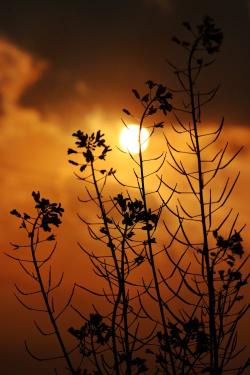 Gratis stockfoto met achtergrondlicht, kruiden, landelijk