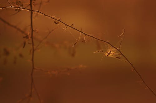 Web on Branch During Sunset 