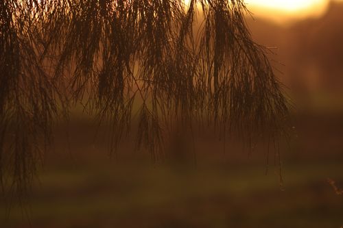 Free A serene view of conifer branches backlit by the warm glow of the sunset. Stock Photo