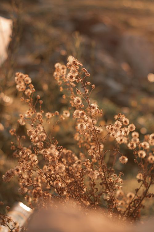 Free Beautiful close-up of dried flowers glowing in golden hour sunlight, showcasing nature's delicate beauty. Stock Photo