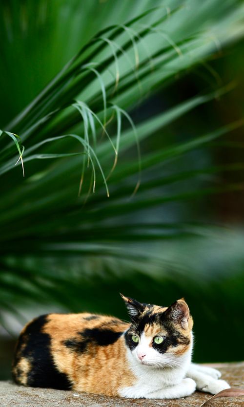 Free A calico cat rests on a stone surface, surrounded by lush green leaves, creating a serene scene. Stock Photo