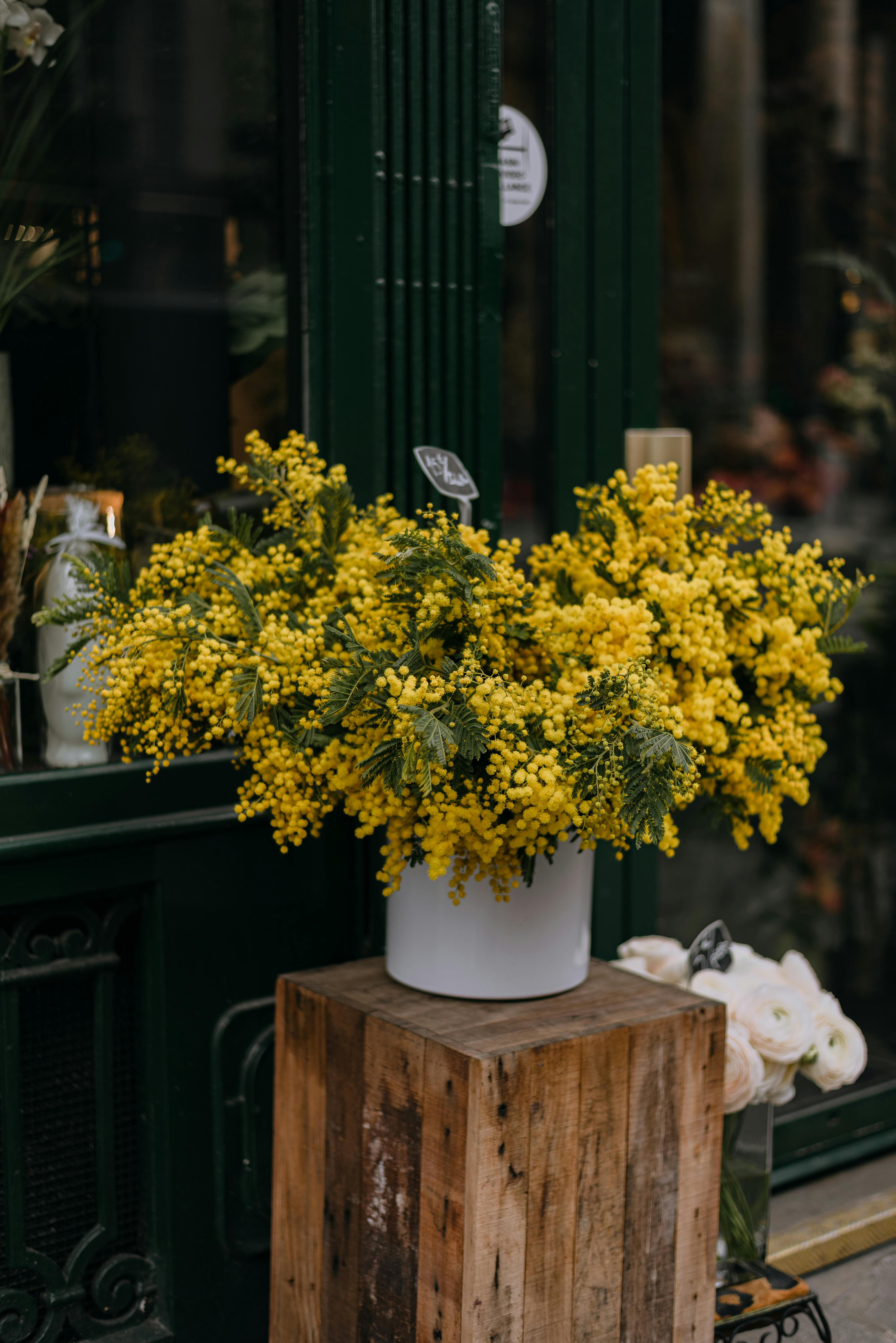 Charming yellow mimosa flowers in a vase on a wooden stand outside a Parisian shop.