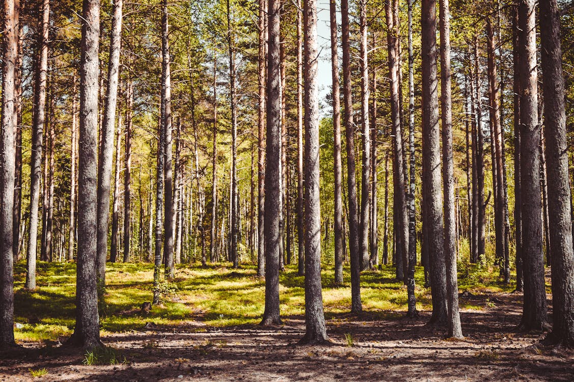 Základová fotografie zdarma na téma 4k tapeta, borovice, divočina