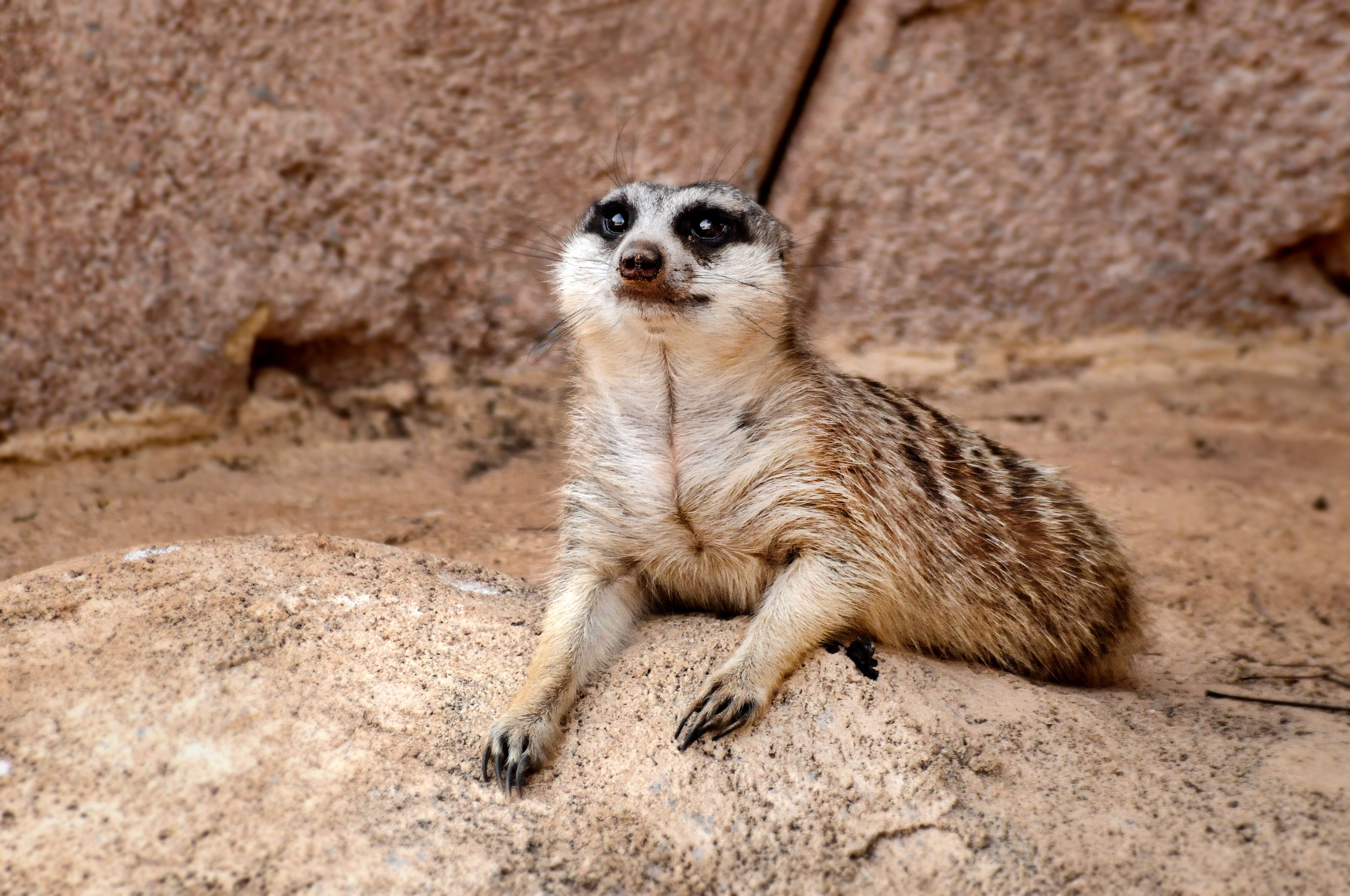 Meerkat Sitting on Rock · Free Stock Photo