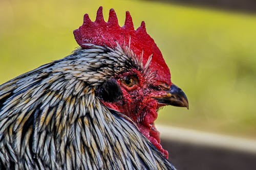 Gratis stockfoto met beest, detailopname, hen