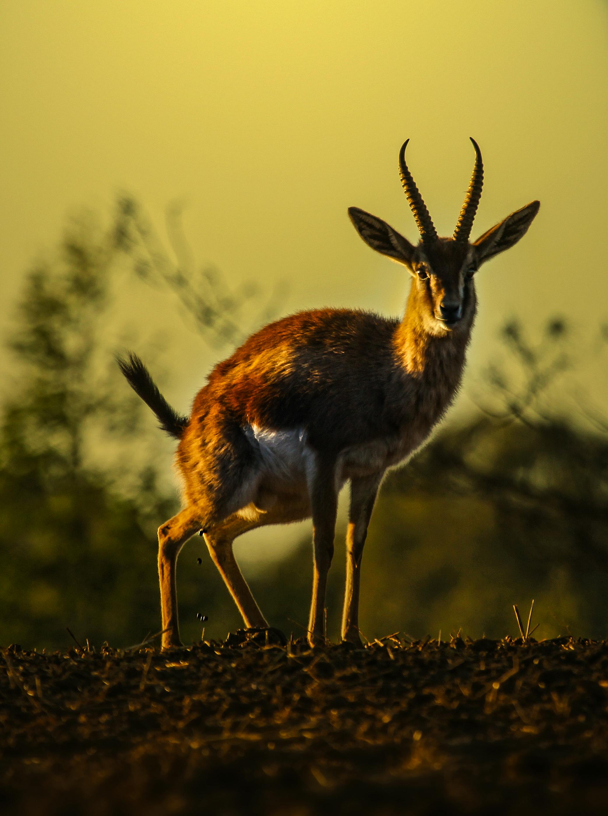 grátis Foto profissional grátis de amável, ambiente natural, animais selvagens Foto profissional