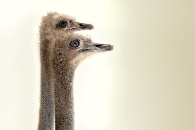 Heads Of Two Ostriches In Profile