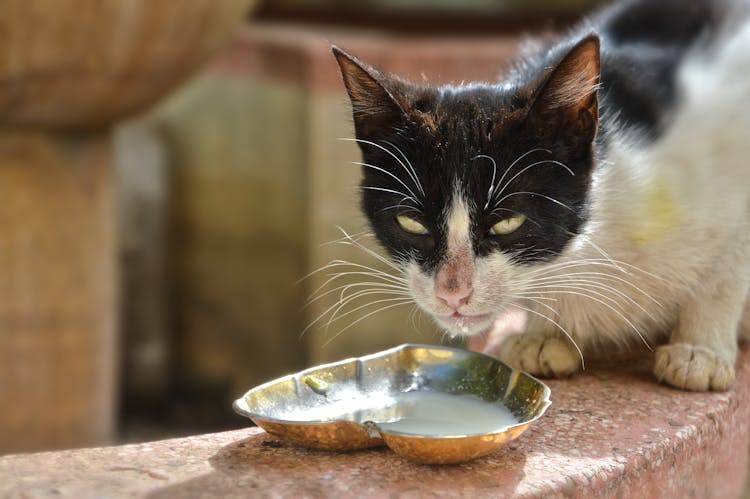 Cat With Bowl In Heart Shape