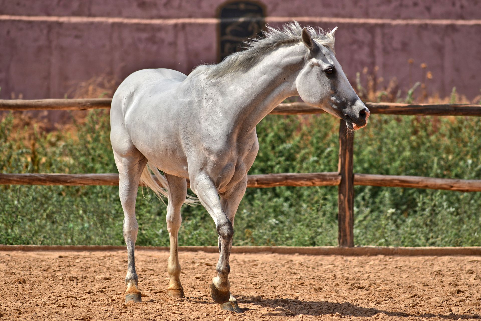 White Horse in the Paddock