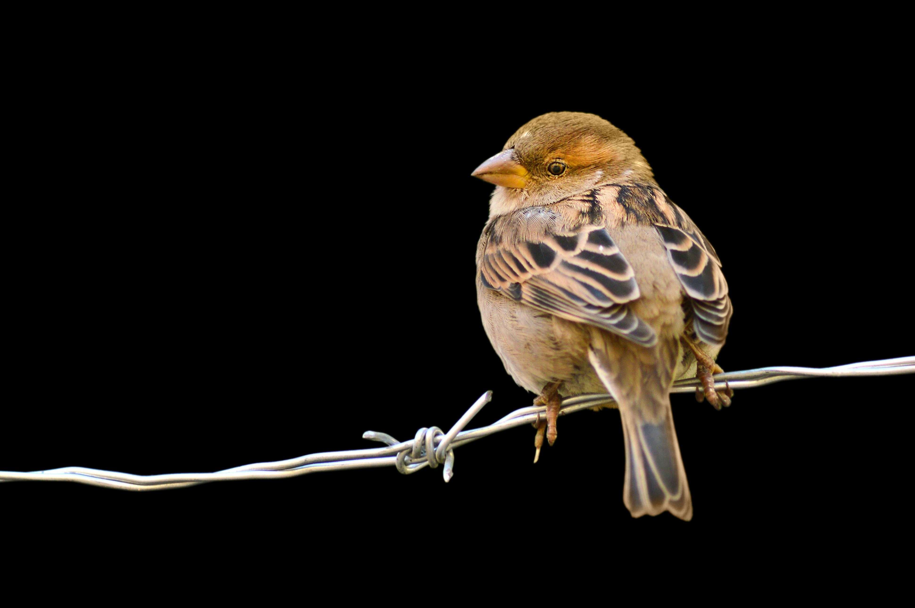 sparrow on wire