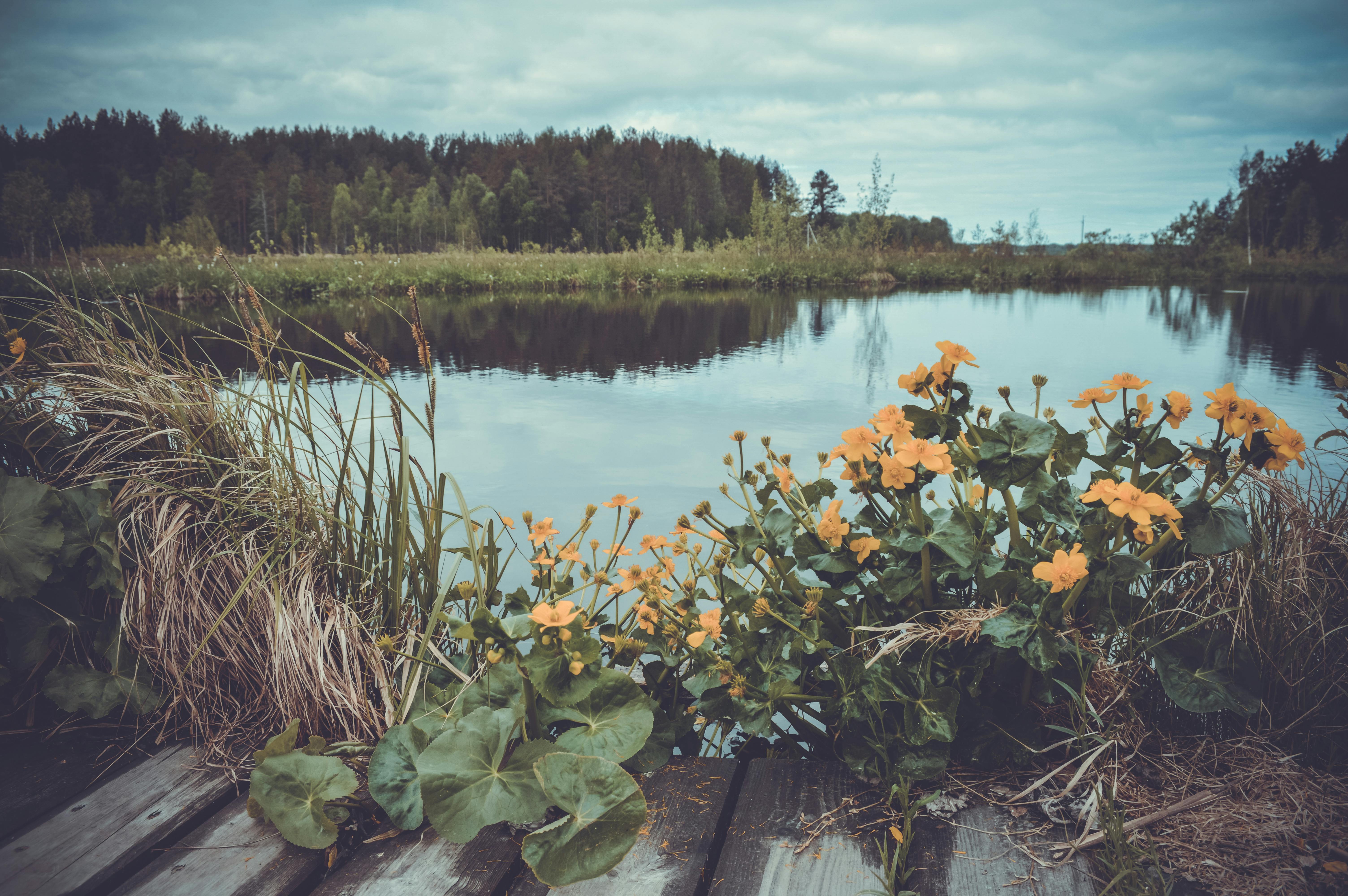 The Best Place to Plant Hydrangeas in Your Garden, image size:1128x750
