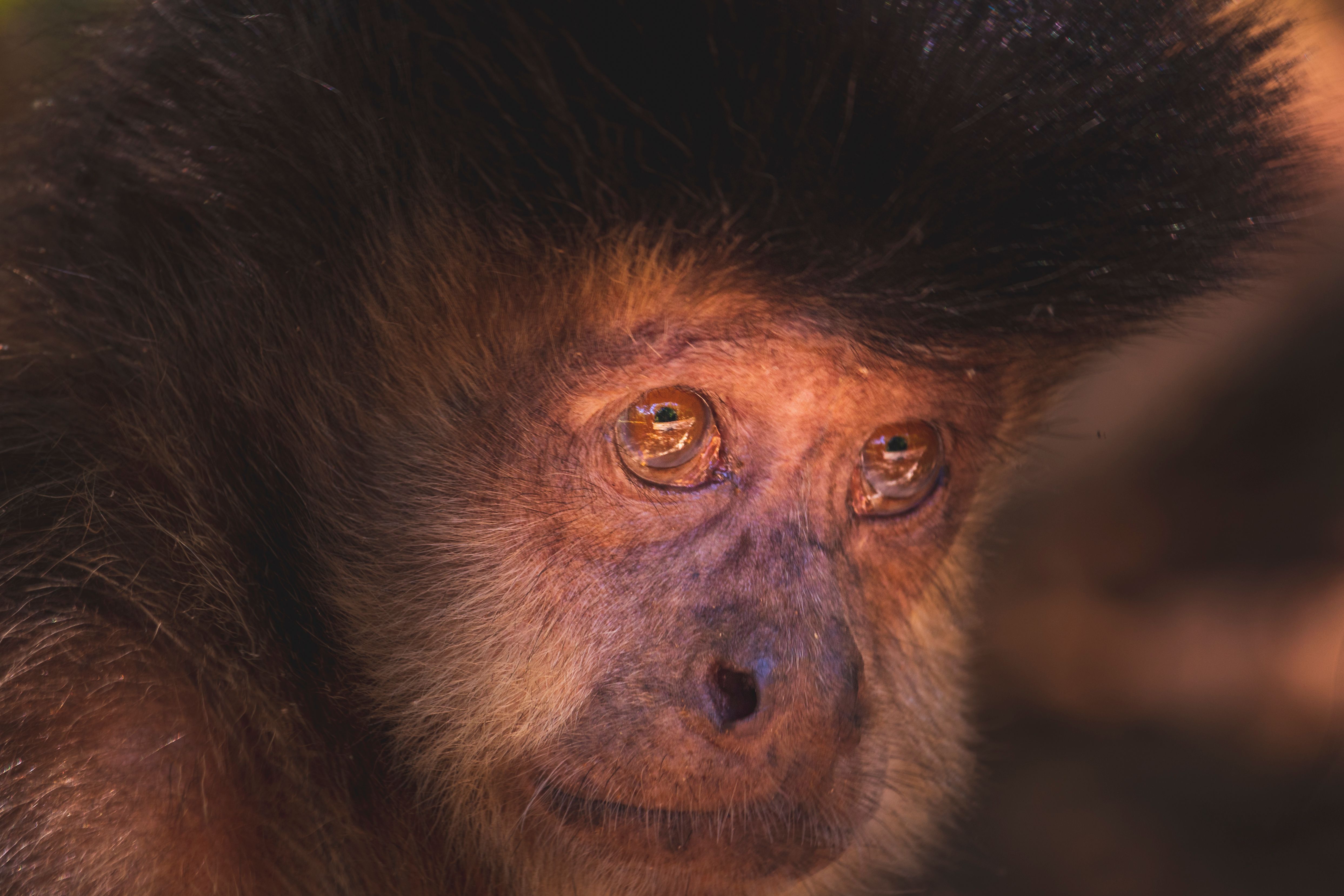 File photo: Intimate close-up shot of a capuchin monkey in its natural habitat capturing a contemplative expression.