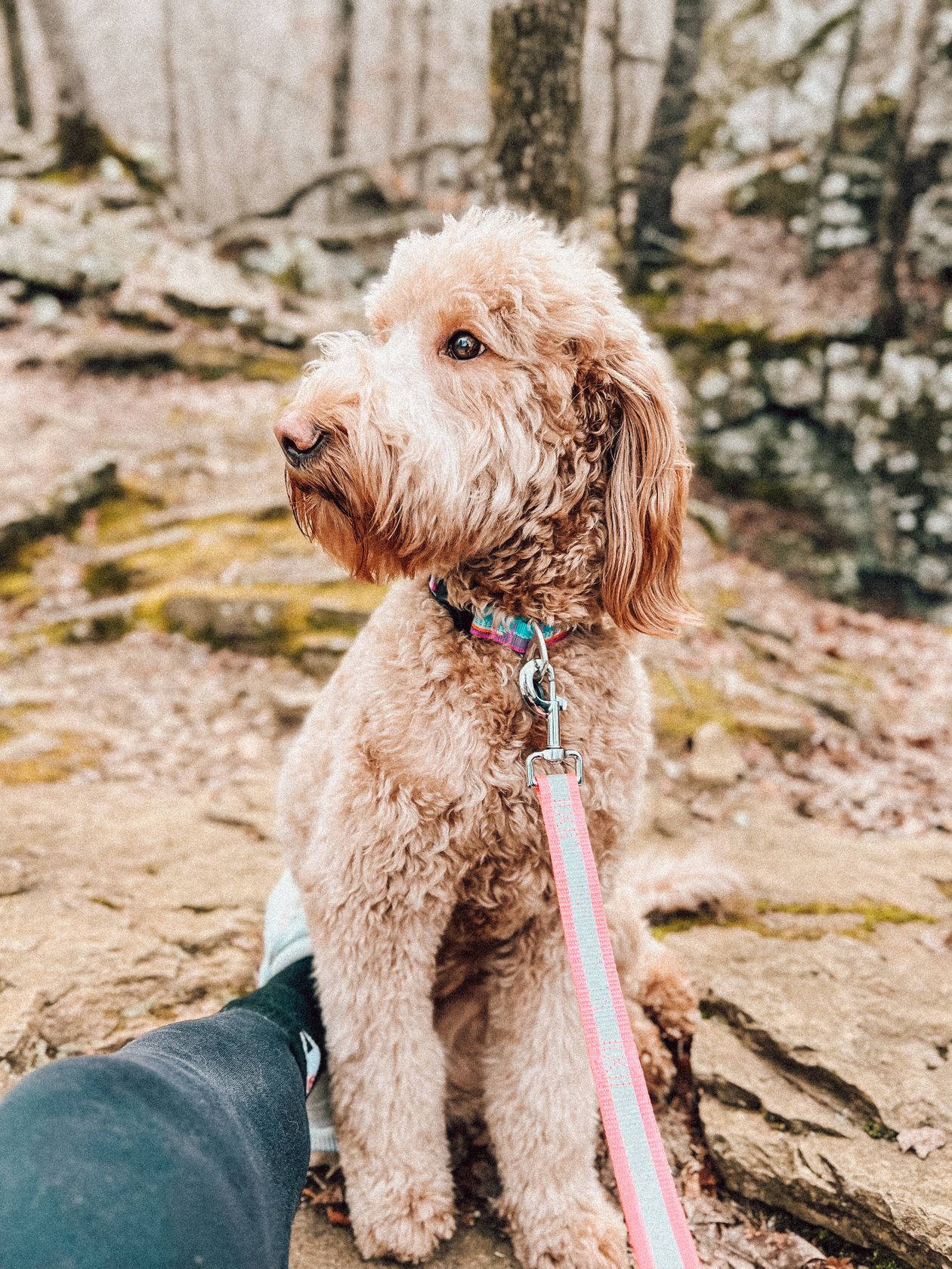 How to Groom a Goldendoodle: Coat-Type Routine, Tools & Mat Prevention
