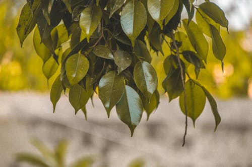 Gratis stockfoto met donkergroene planten, fabriek, fotografie