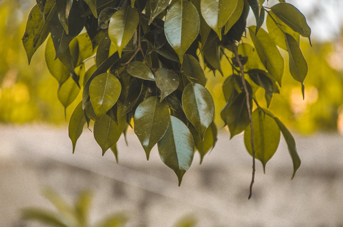 Free stock photo of dark green plants, darkgreen, green