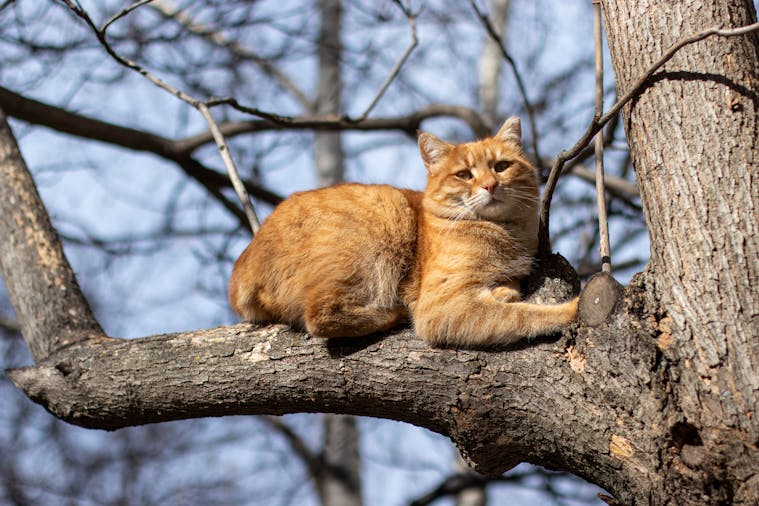 A ginger cat lazily rests on a tree branch during a sunny day in a natural setting.