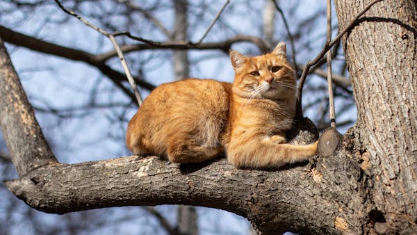 A ginger cat lazily rests on a tree branch during a sunny day in a natural setting.
