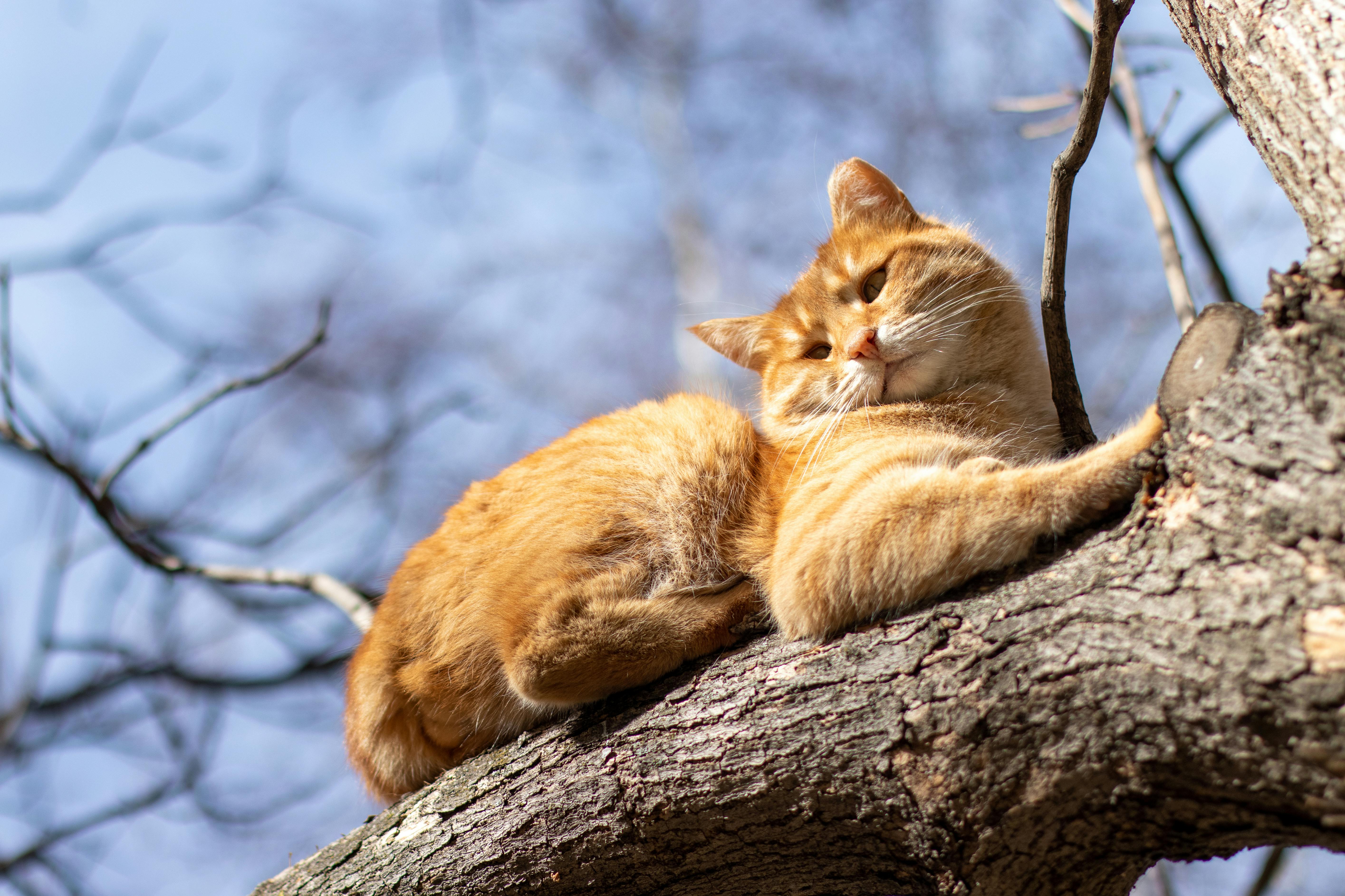 Vertical Space: Essential Cat Tree Benefits for Indoor Cats 2026