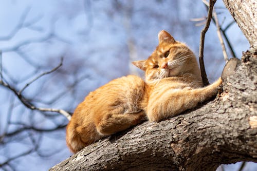 Ginger Cat on Tree