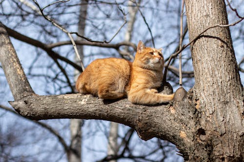 Cat Relaxing on Tree