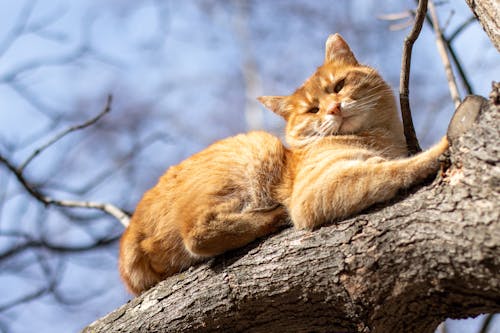 Cat Relaxing on Tree