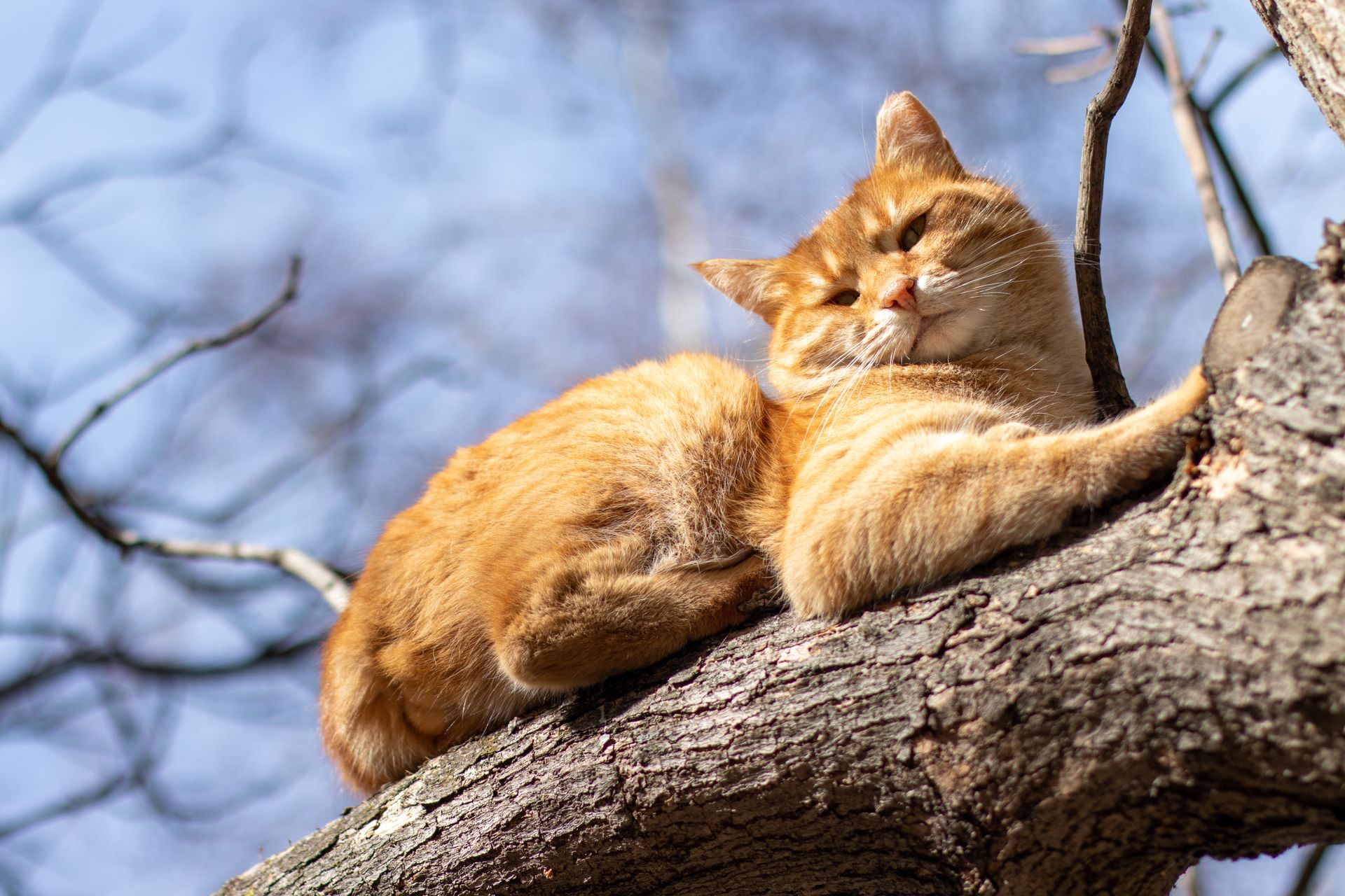 Ginger cat lounging on a tree branch under clear skies, enjoying the sunlight.