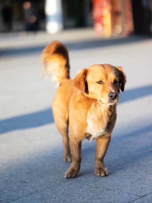 A golden dog stands on an urban street in sunny Podgorica, Montenegro.
